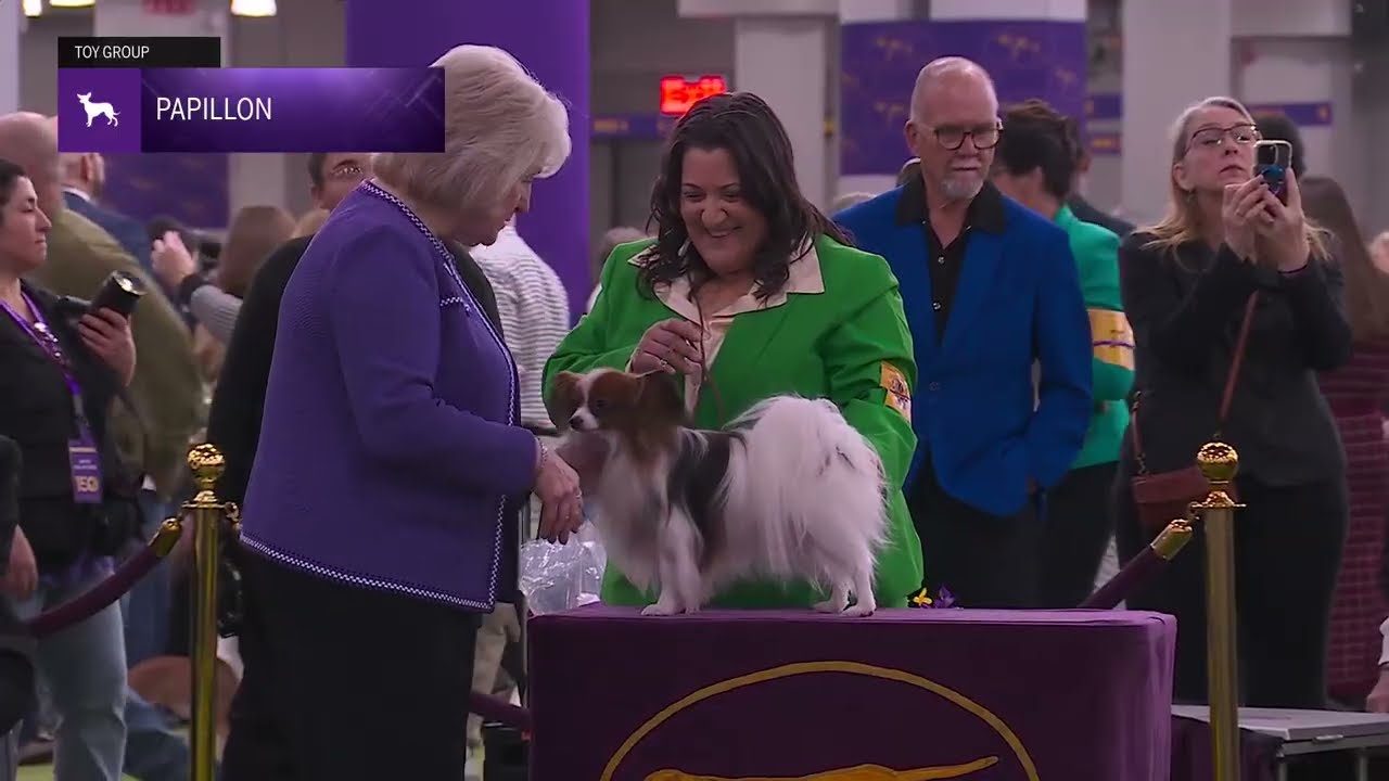 Papillons | Breed Judging 2026
