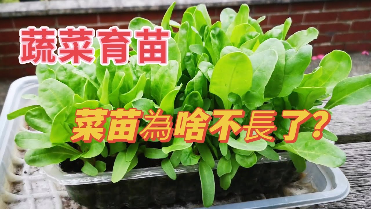 【蔬菜育苗經驗分享】育苗盒裡的小苗不長了是什麼原因 ？