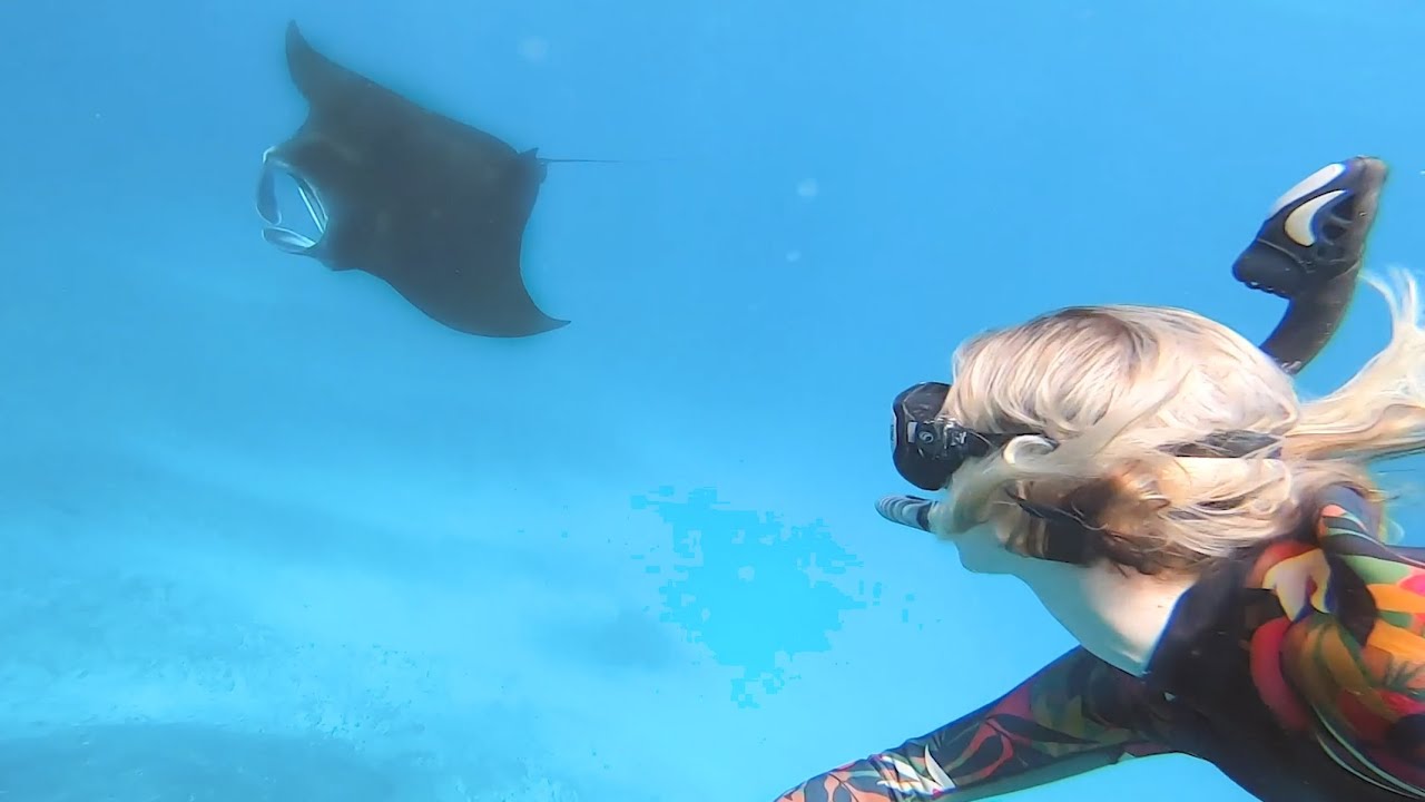 Swimming With Manta Rays In Indonesia