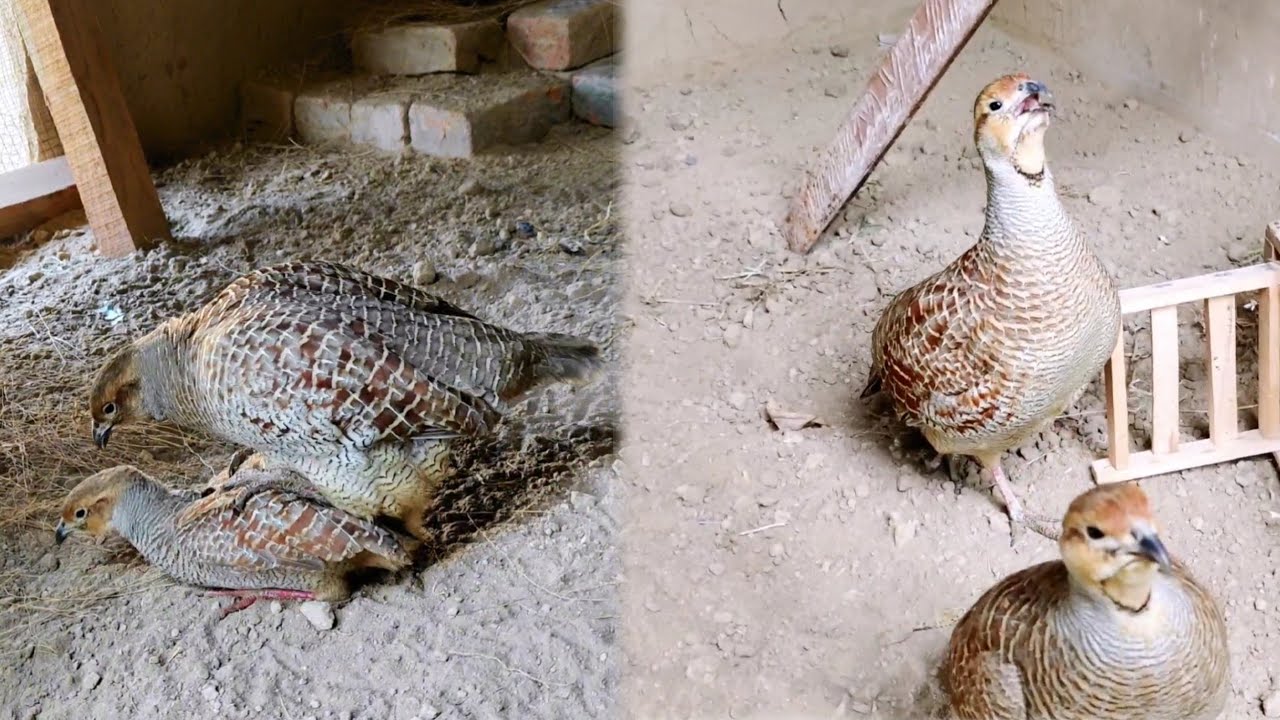 Teetar breeding season | teetar ki awaaz | teetar awaz | teetar eggs time start