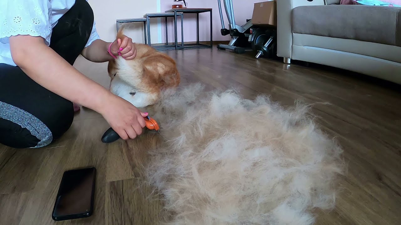 Shiba inu hat Fellwechsel und hat keine  ende :)