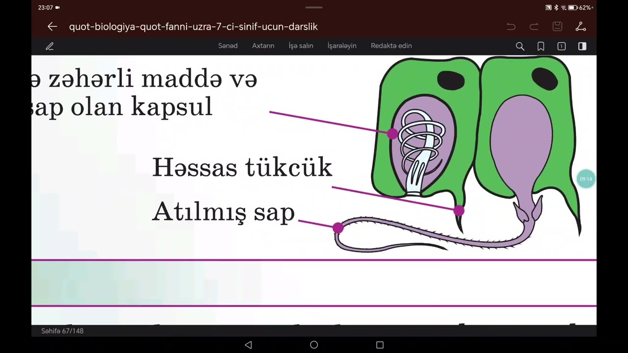 7 ci sinif Biologiya. Çoxhüceyrəlilər yarımaləmi. Bağırsaqboşluqlular tipi 