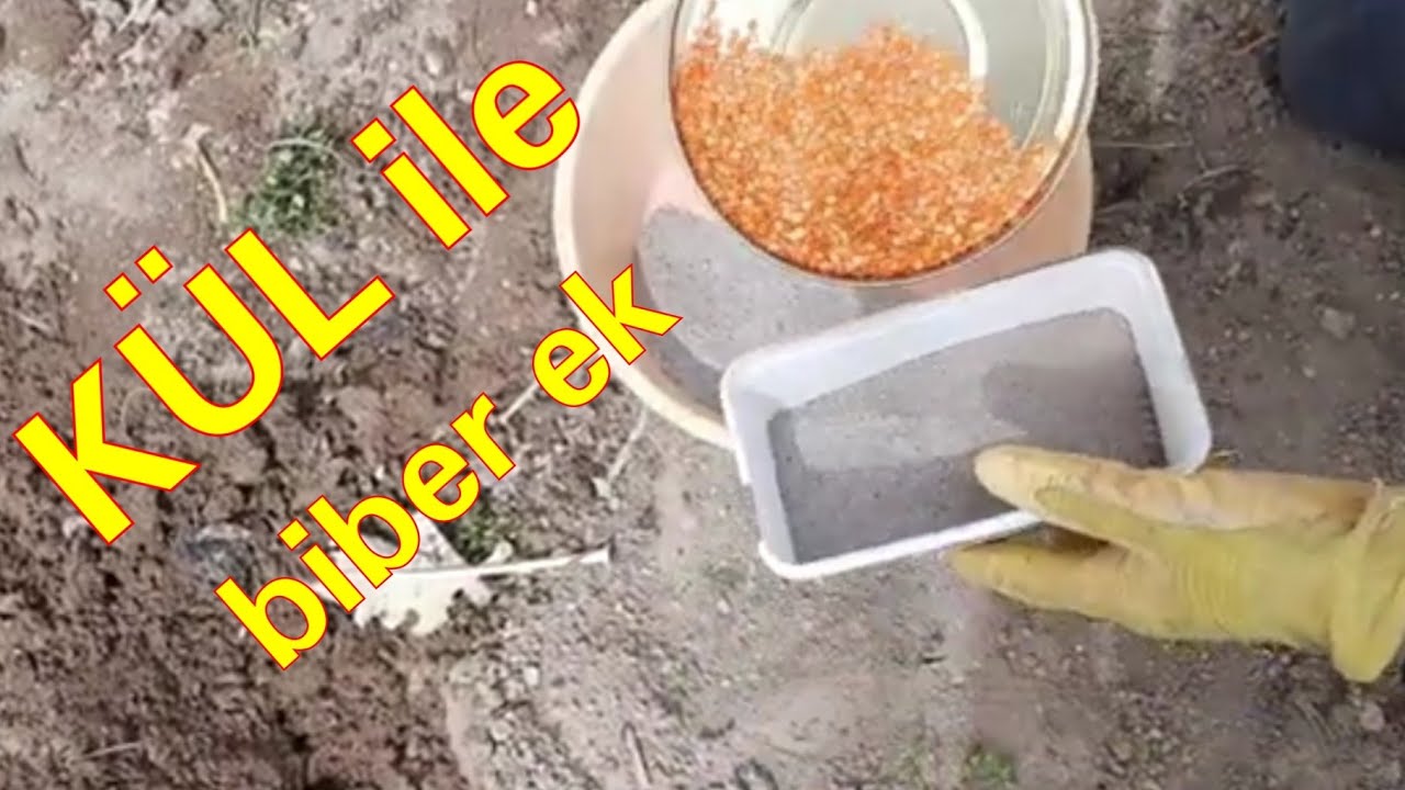 Köy usulü kül ile biber ekimi /külde biber yetiştir toplamakla bitireme
