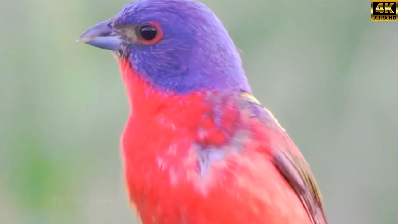 WILD BIRDS - Strange Species You Won't Believe Exist Ep.4233