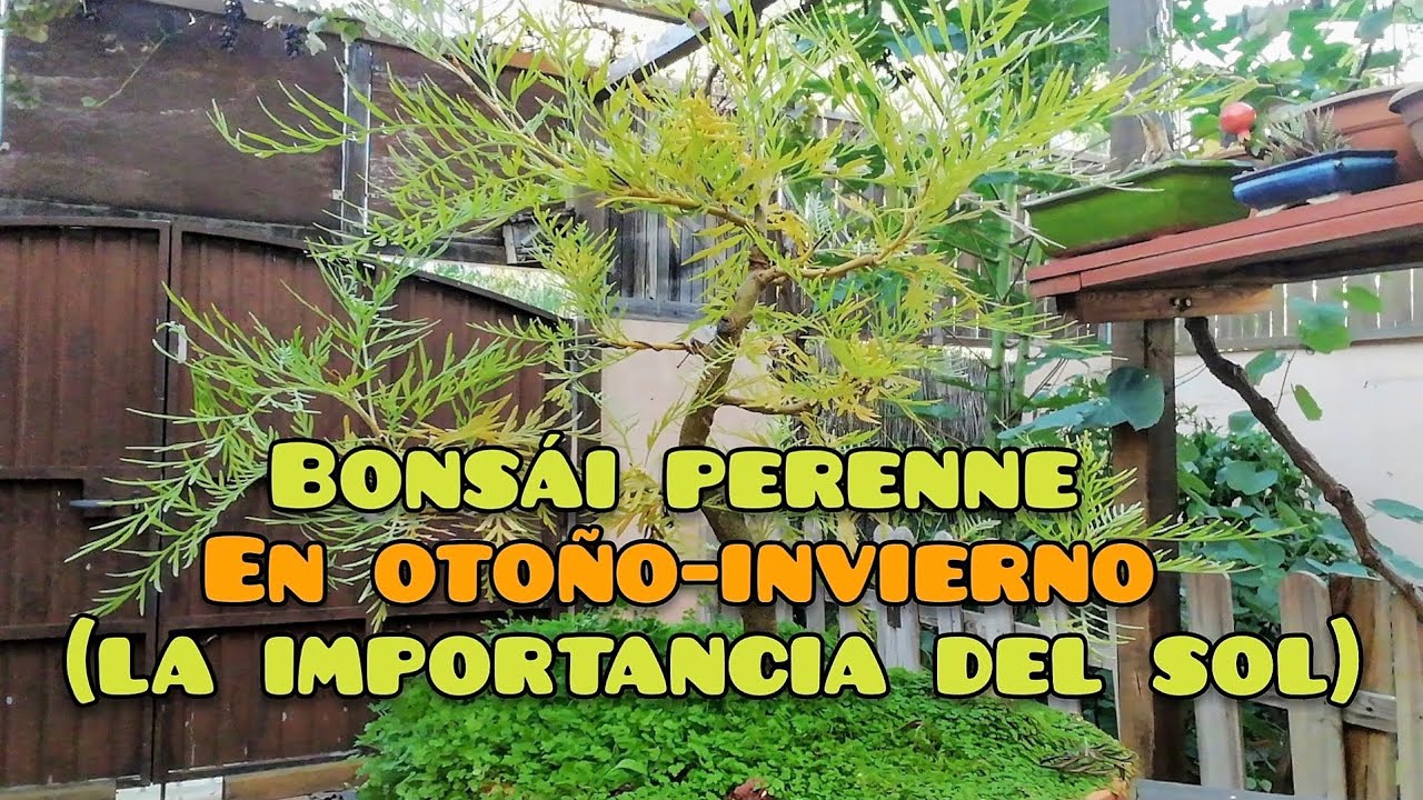 EL BONSÁI PERENNE EN OTOÑO INVIERNO (LA IMPORTANCIA DEL SOL)