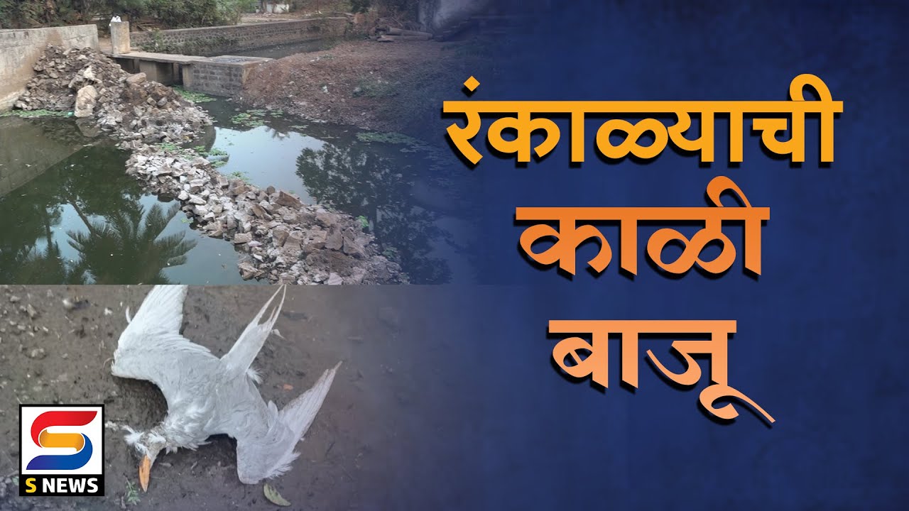 रंकाळ्यात प्रदूषणाचा कहर...१२ राजहंसांचा बळी, प्रशासन मौनात.