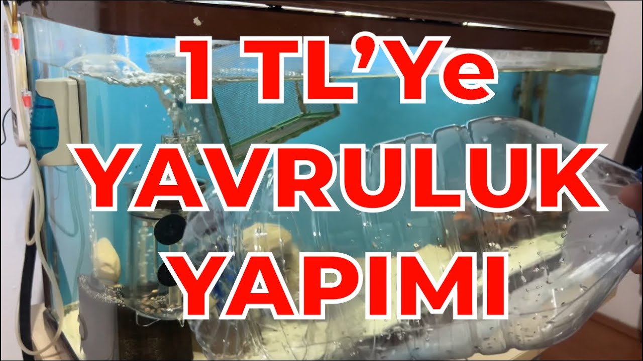 DIY YAVRULUK YAPIMI - cüce vatoz yavrularını yavruluğa ekledim