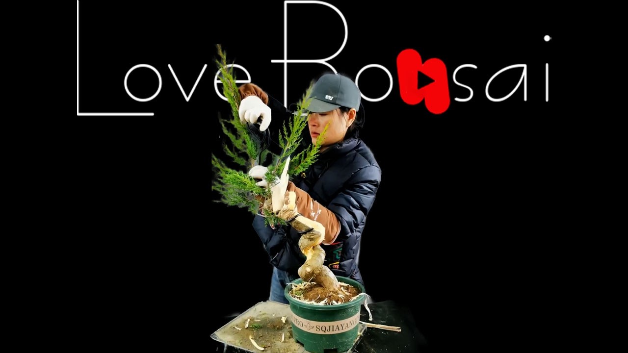 How to bend a bonsai - great bonsai bending skills #255