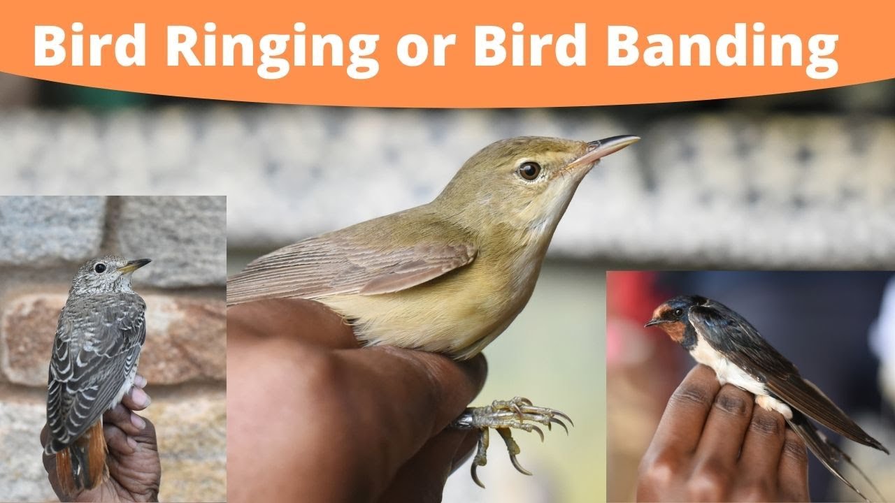 Bird Ringing or Bird Banding - The Process