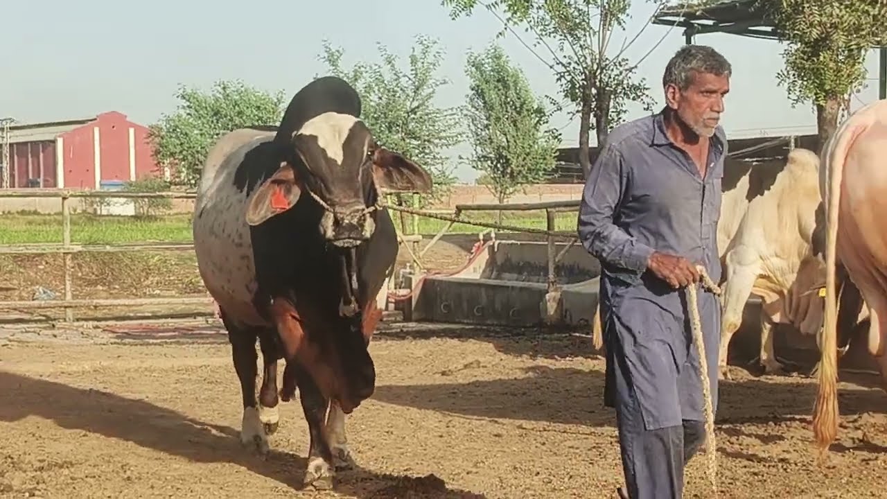 TopQuality Gulabi Bulls & Cholistani Pattela Bulls at Pitafi Farm 2026 @Pitafifarm @TS_KNOWLEDGE_TV 