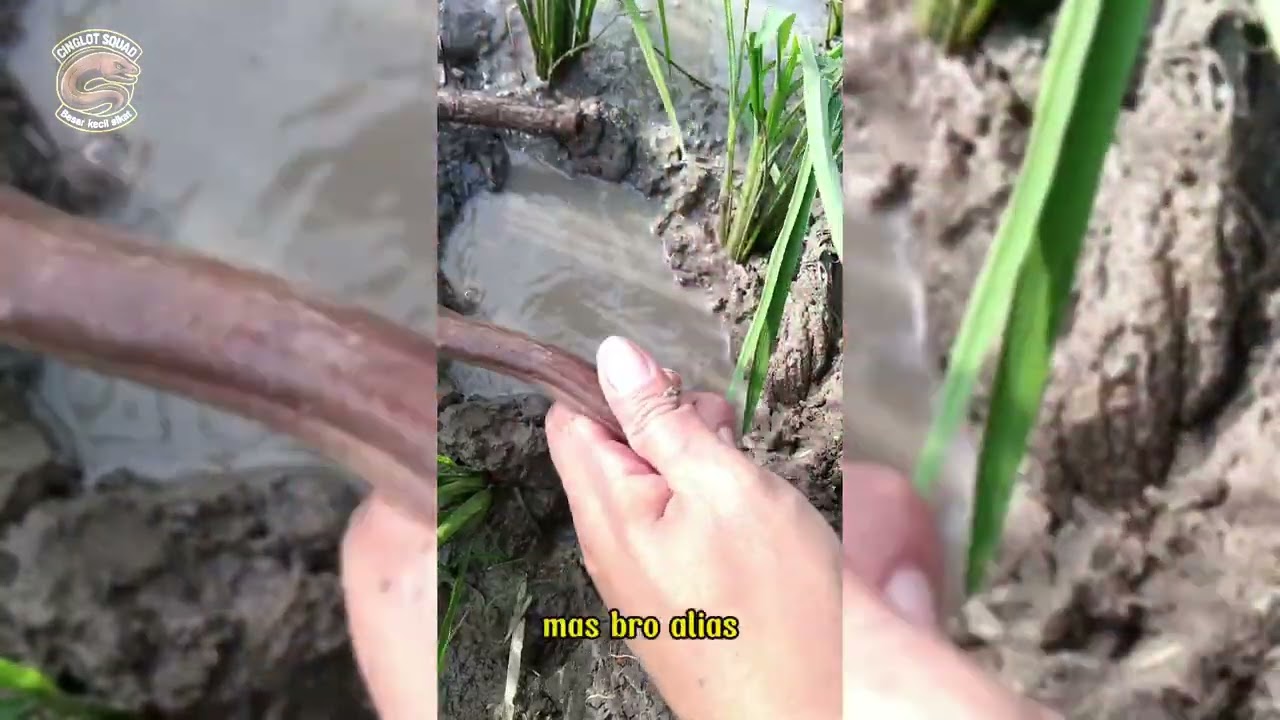 3 cuplikan tarikan mantab belut sawah