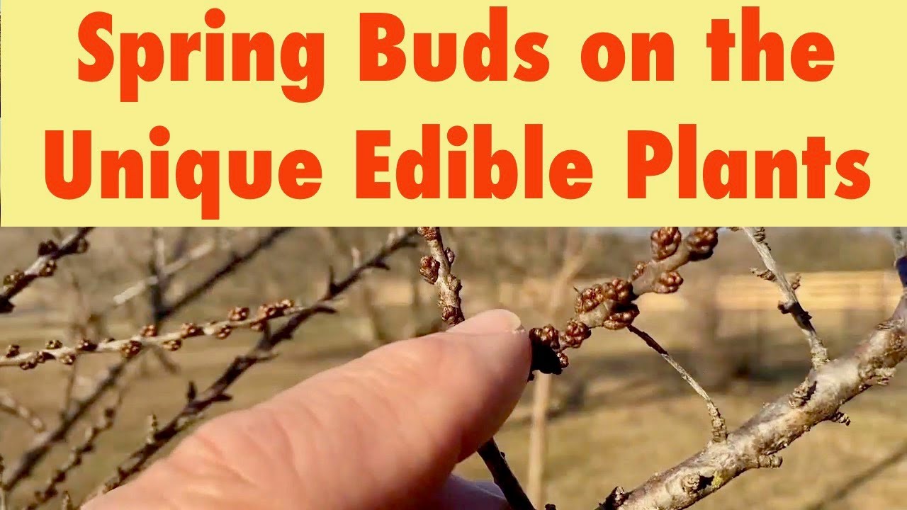 Spring Buds on the Unique Edible Plants