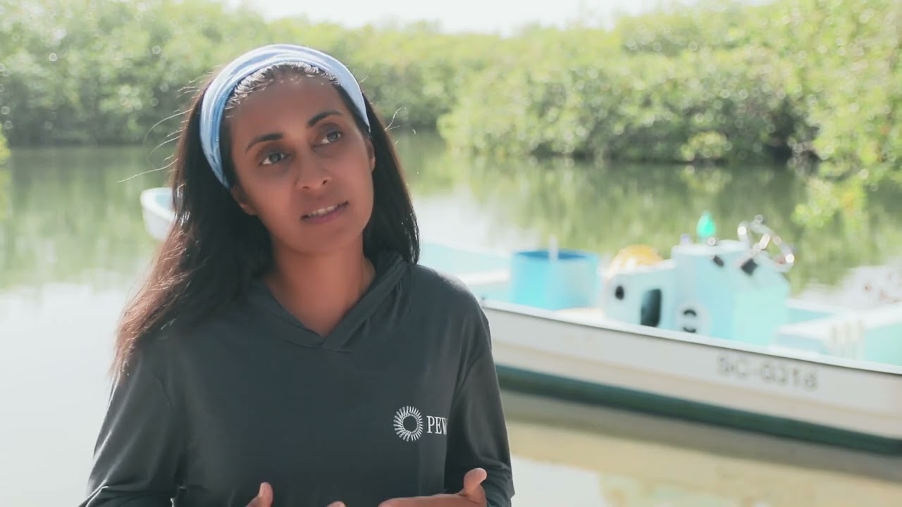 Importance of Belize's mangroves and coastal ecosystems for carbon sequestration