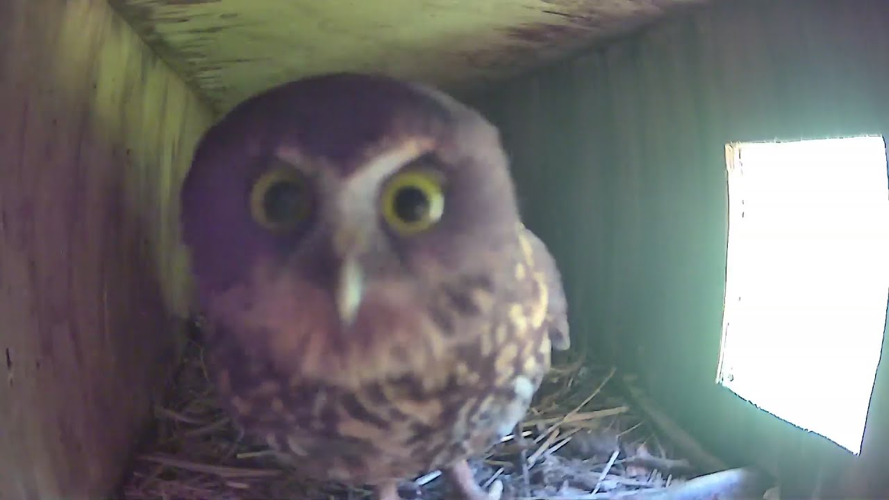 Thor and Thyra on  the perch in (almost) daylight