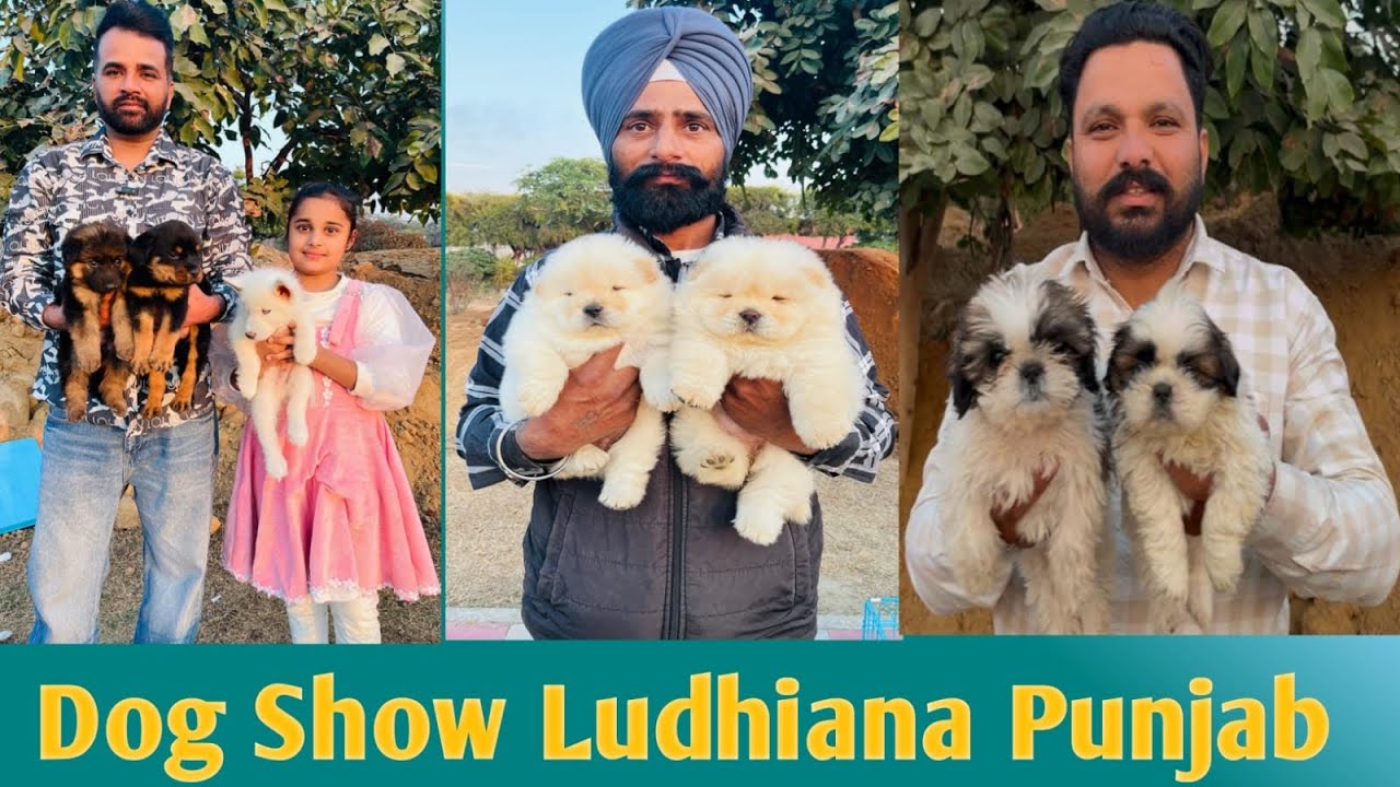 Dog Show Ludhiana Punjab 2024 🦮 Punjab's BIGGEST Dog Show Hits Ludhiana 2024
