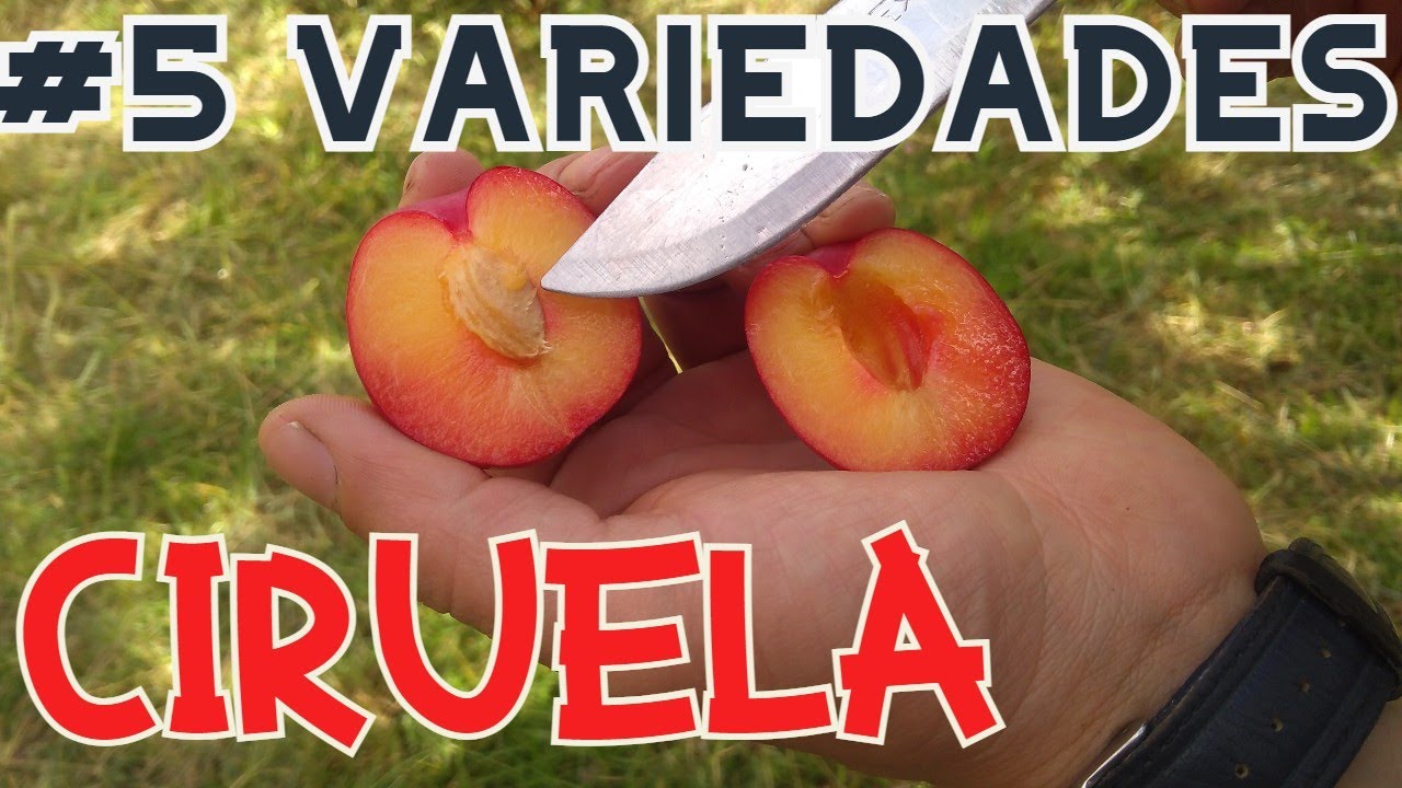 CIRUELA: PLUM Variedades & Características ♥☺