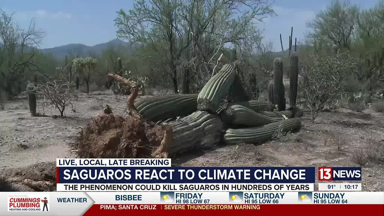 Could record-breaking heat and late monsoon put our native saguaros at risk of extinction?