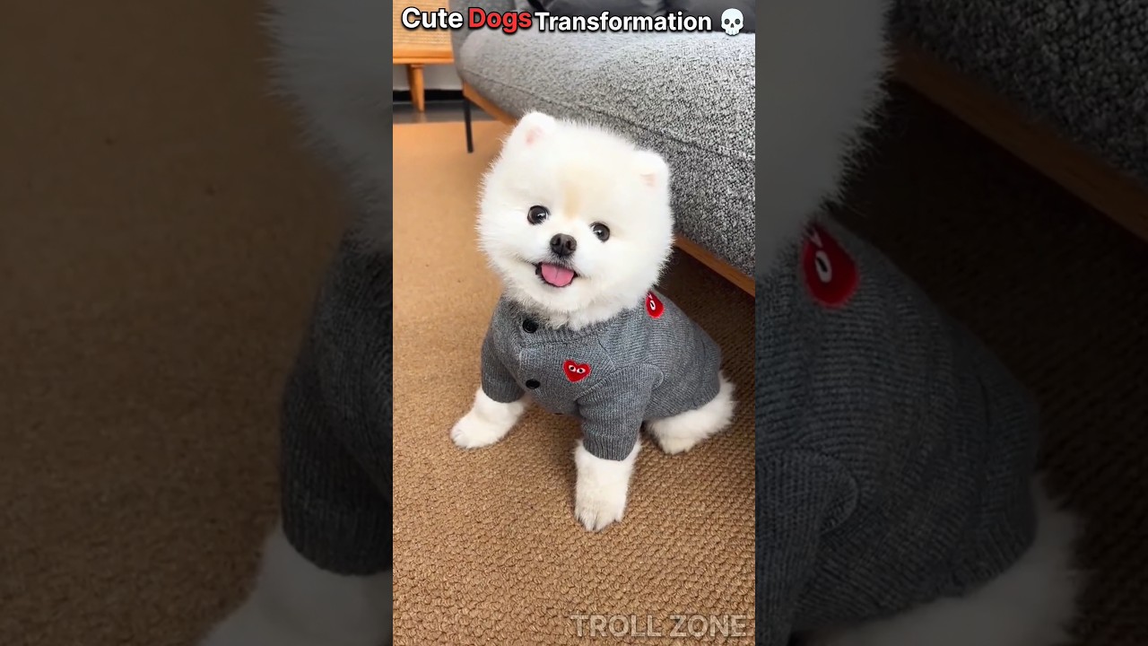 Cute Dogs Transformation 💀 | Dog Grooming | Funny Animal Glow Up | Before & After 😱