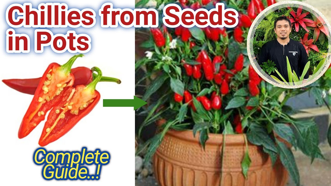 How to grow chillies from seeds, how to plant chilli in pot, how to plant Chillies from seeds in pot