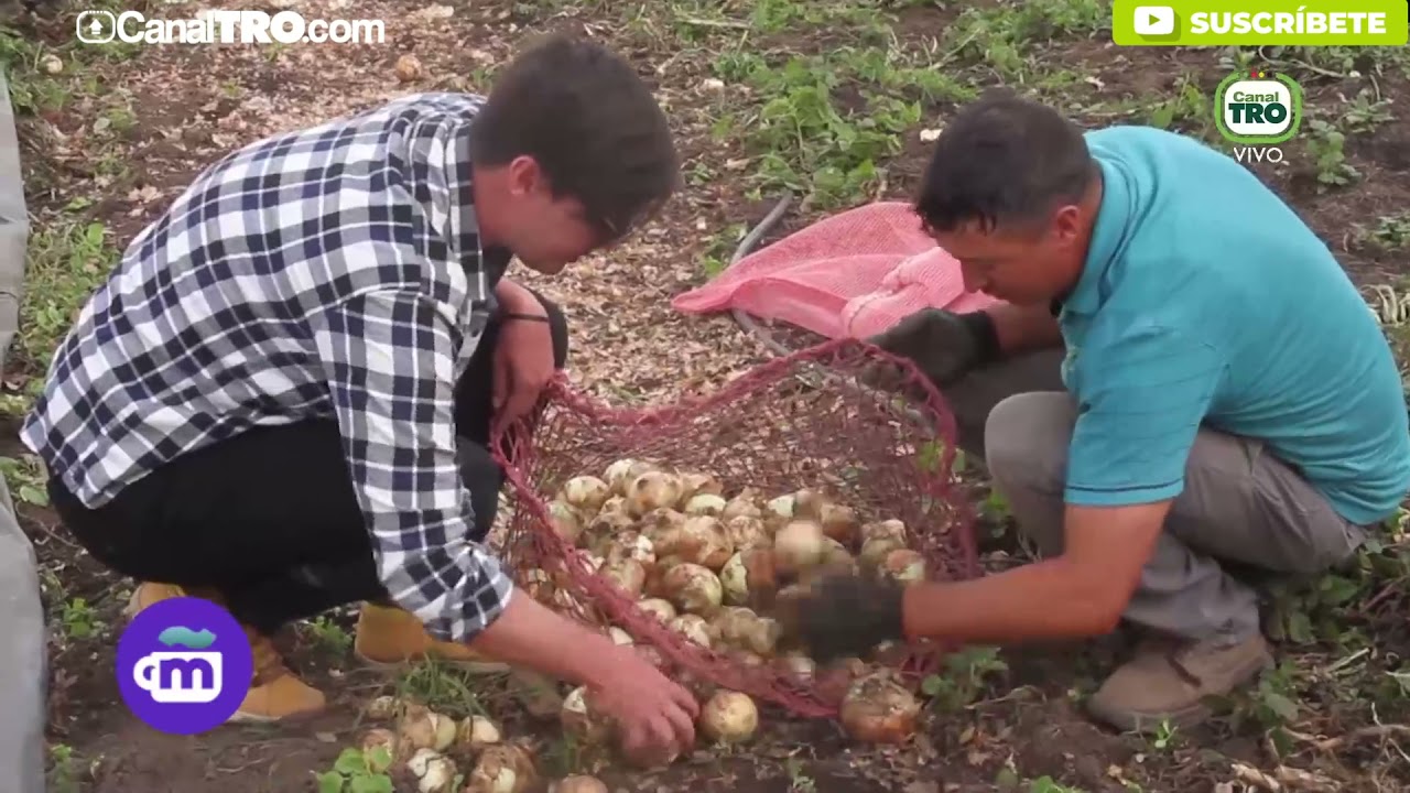 Raúl Sierra agricultor de cebolla cabezona en Guaca Santander