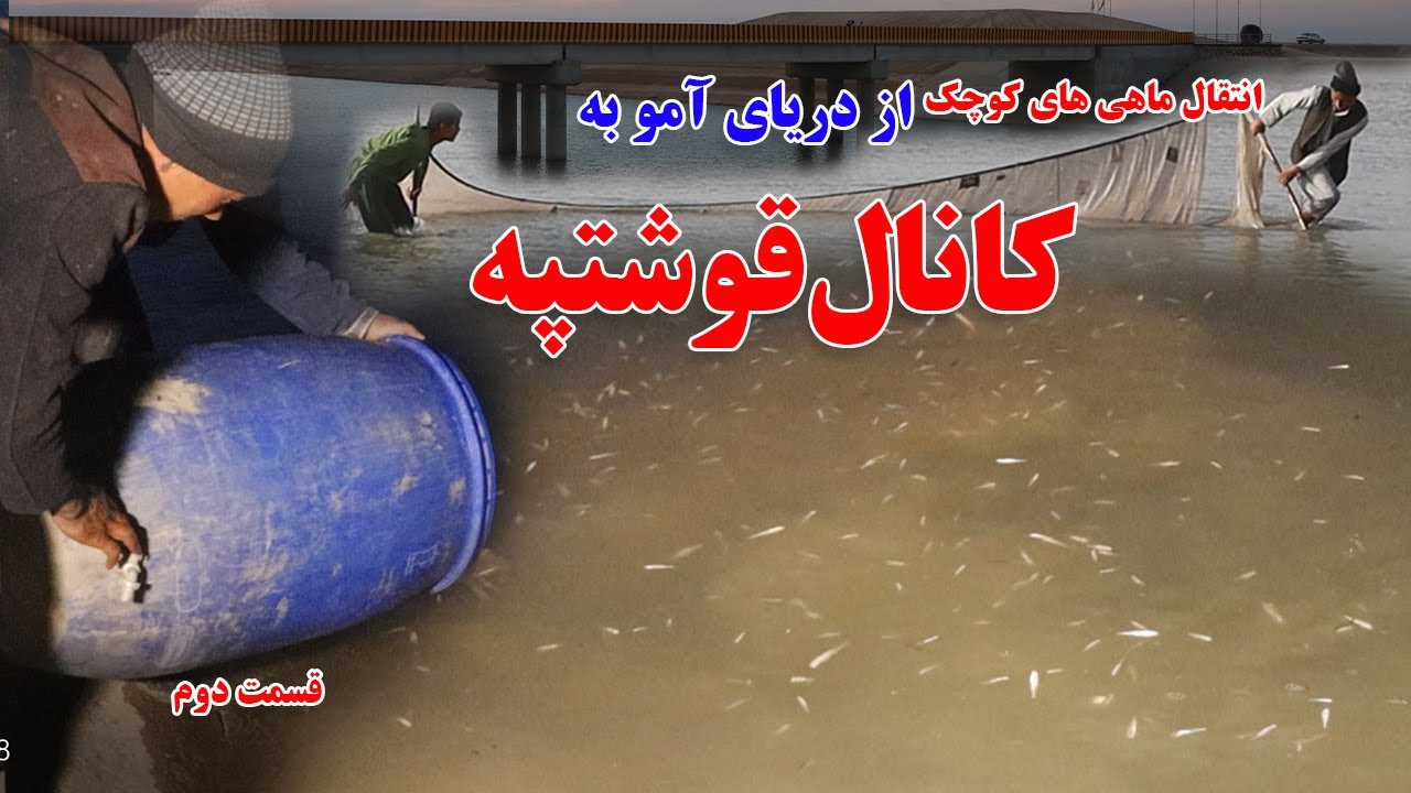 گزارش نظری،  رها کردن ماهی  از دریای آمو به کانال قوشتپه، قسمت دوم| Qosh Tepa Canal