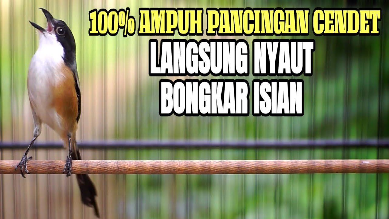 SUARA BURUNG CENDET GACOR FULL TEMBAKAN BONGKAR ISIAN MEWAH MATERI KEKINIAN