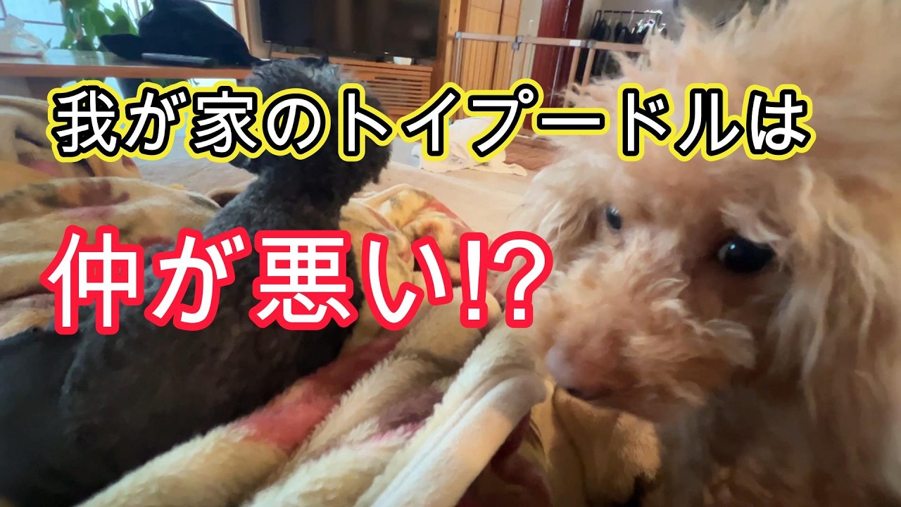 我が家のトイプードルは仲が悪い!?場所取り合戦。