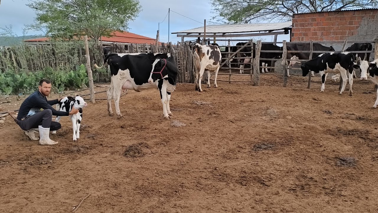 LÁZARO MOSTRAR A NOVILHA QUE VEIO DO PERNAMBUCO PARIU UMA LINDA BEZERRA DE INSEMINAÇÃO !!!!!