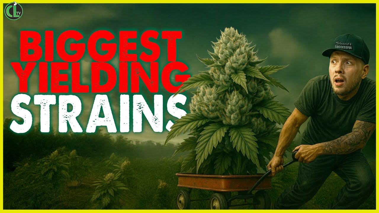 The Best Big Yielding Strains That Actually Are Dank!