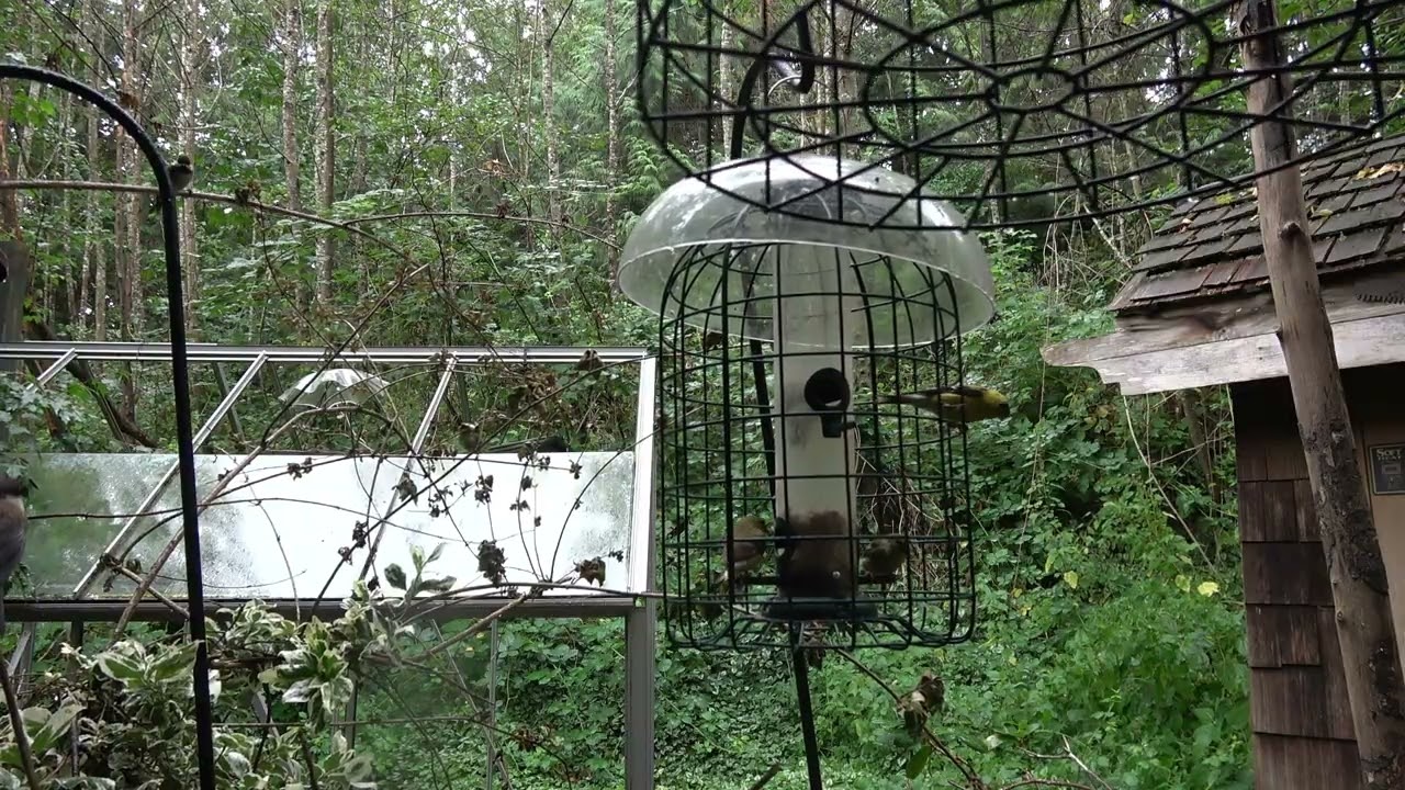 Booming thunder, rain and bird feeders
