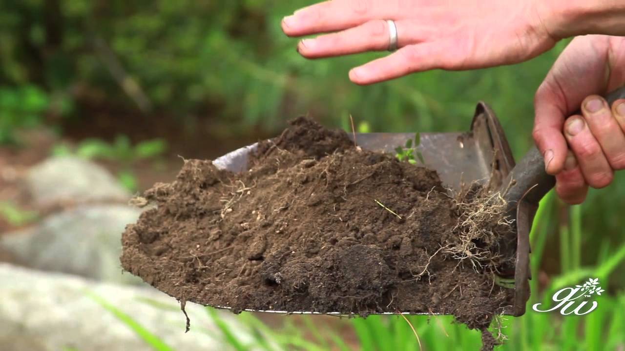 Planting Red Coreopsis 'Route 66' in Summer - How to Add a Touch of Color to Your Garden!