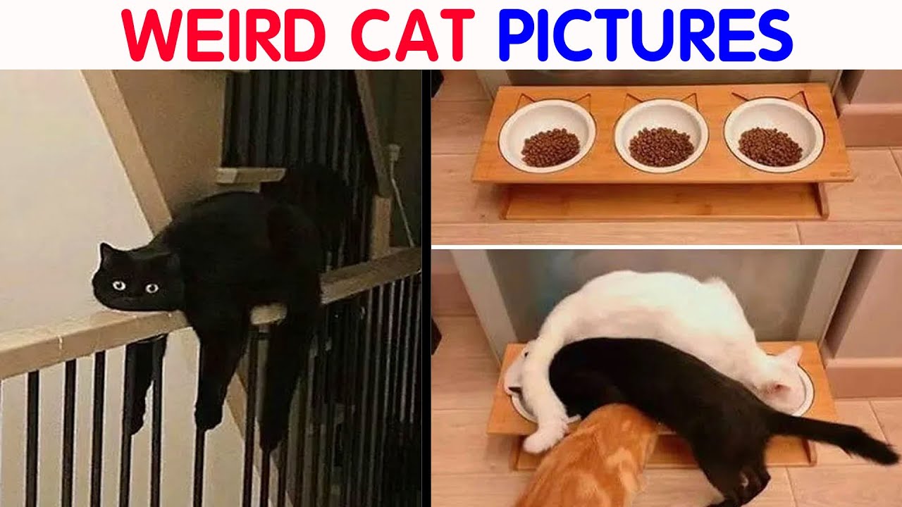 50 Times Cats Were “Weird Little Guys” And Got Featured On This Popular IG Account (New Pics)