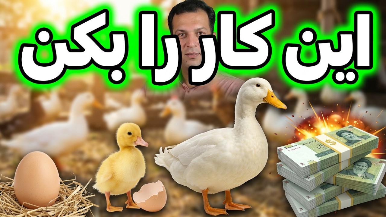سود پرورش اردک , پرورش اردک , اردک پکنی , اردک گوشتی , اردک تخمگذار