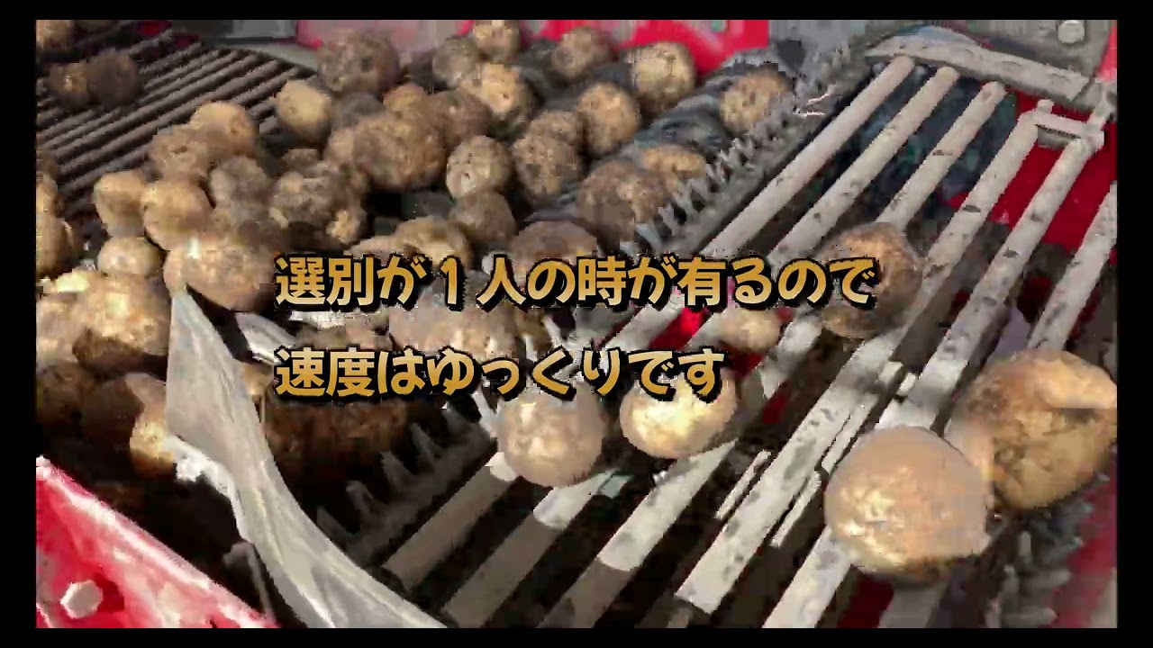 サタナス　馬鈴薯の播種同時培土の収穫風景　ローラー加工の効果確認