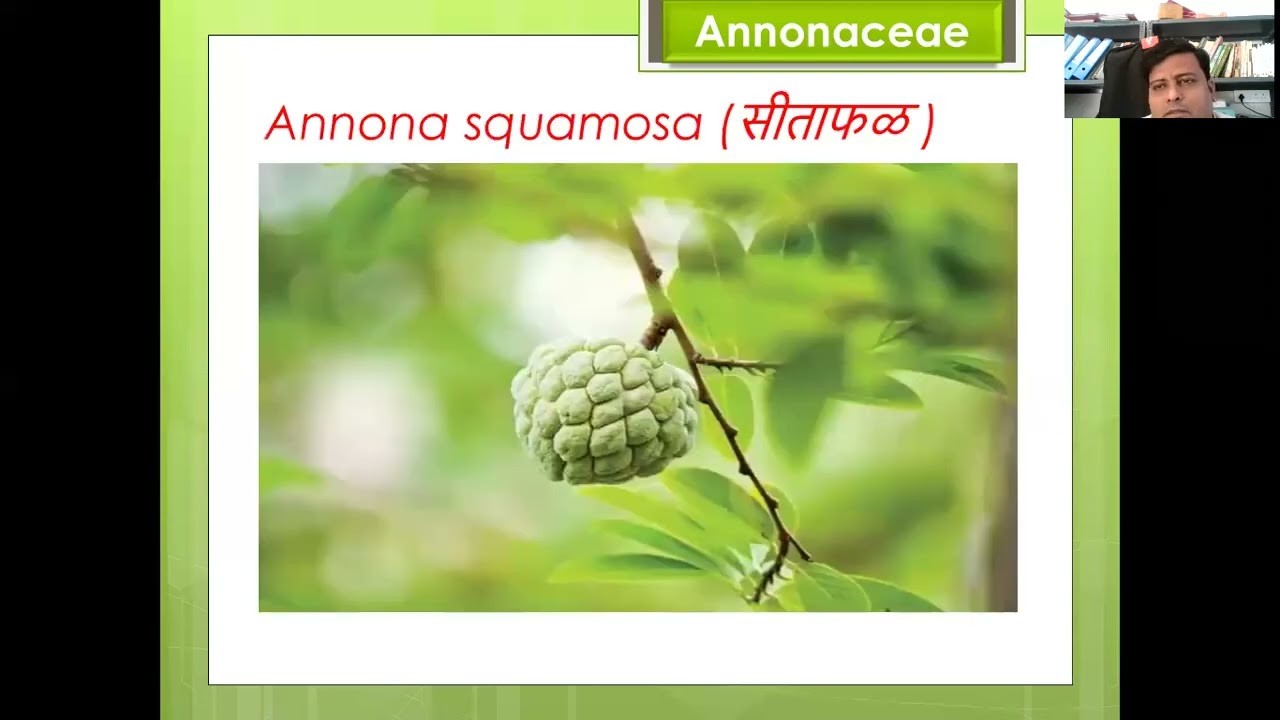 Annonaceae