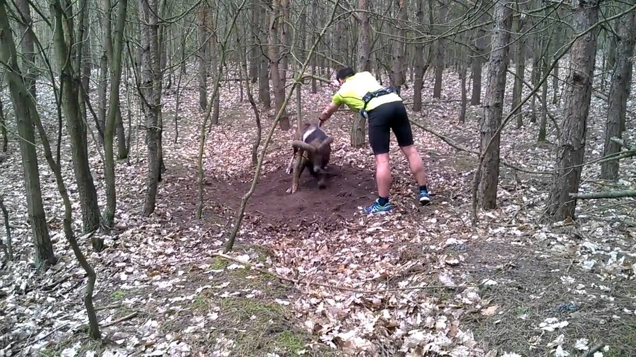 Trapped Mouflon (wild sheep) Rescued By Jogger || ViralHog
