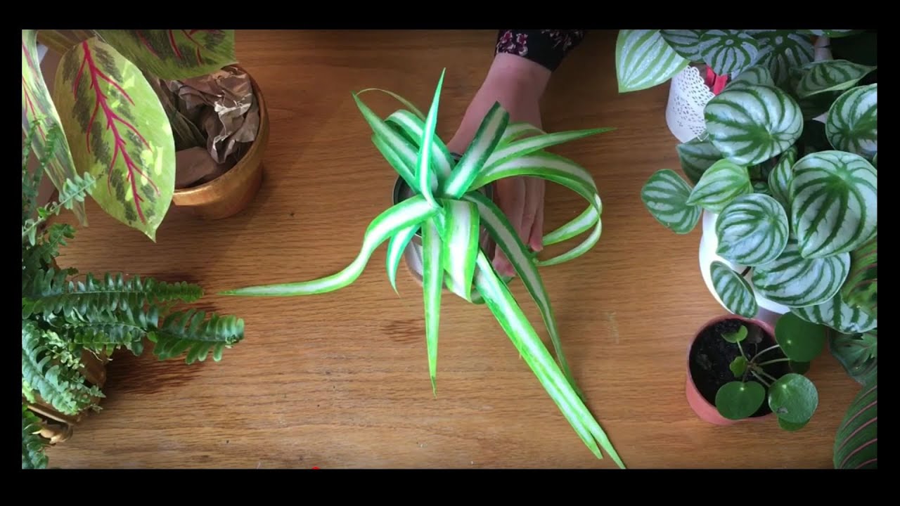 Paper Plants: How to make a paper spider plant