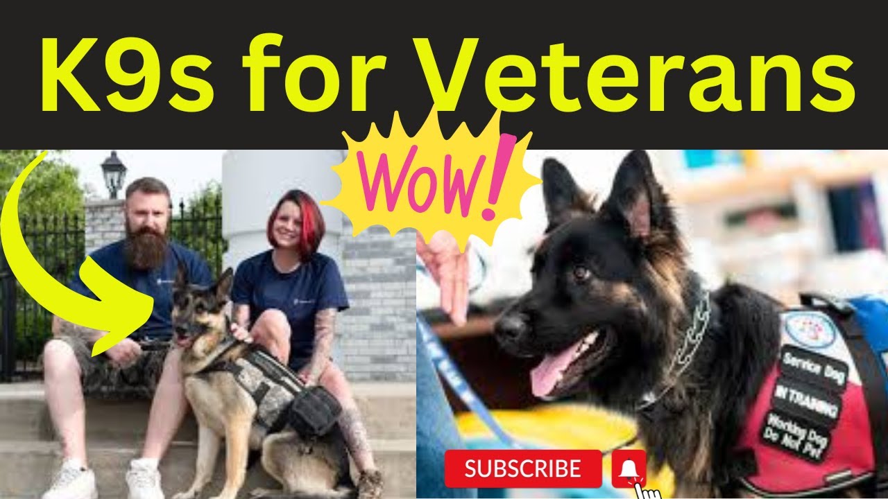 Service Dogs For Veterans!!! Learn More...