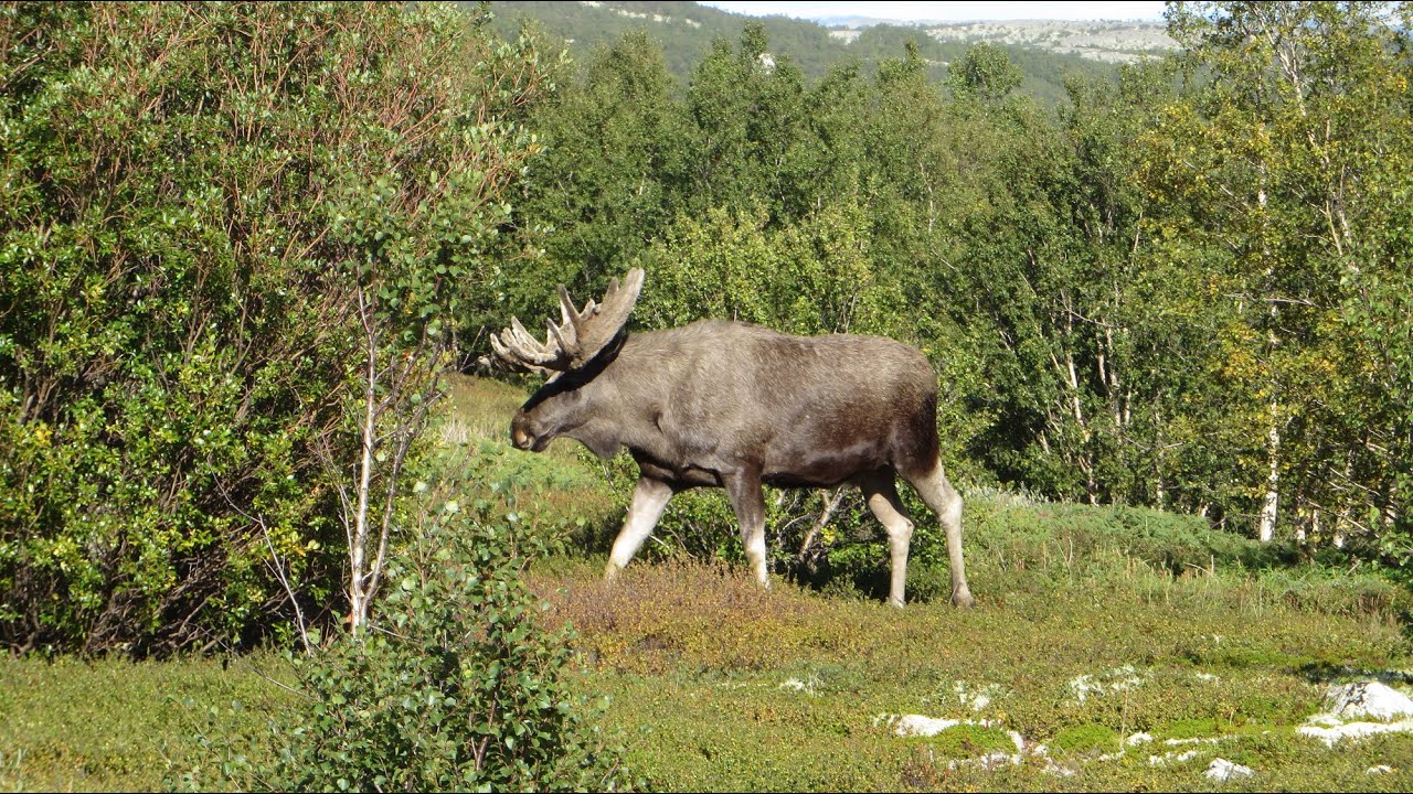 Dovrefjell und Rondane Nationalpark 2014