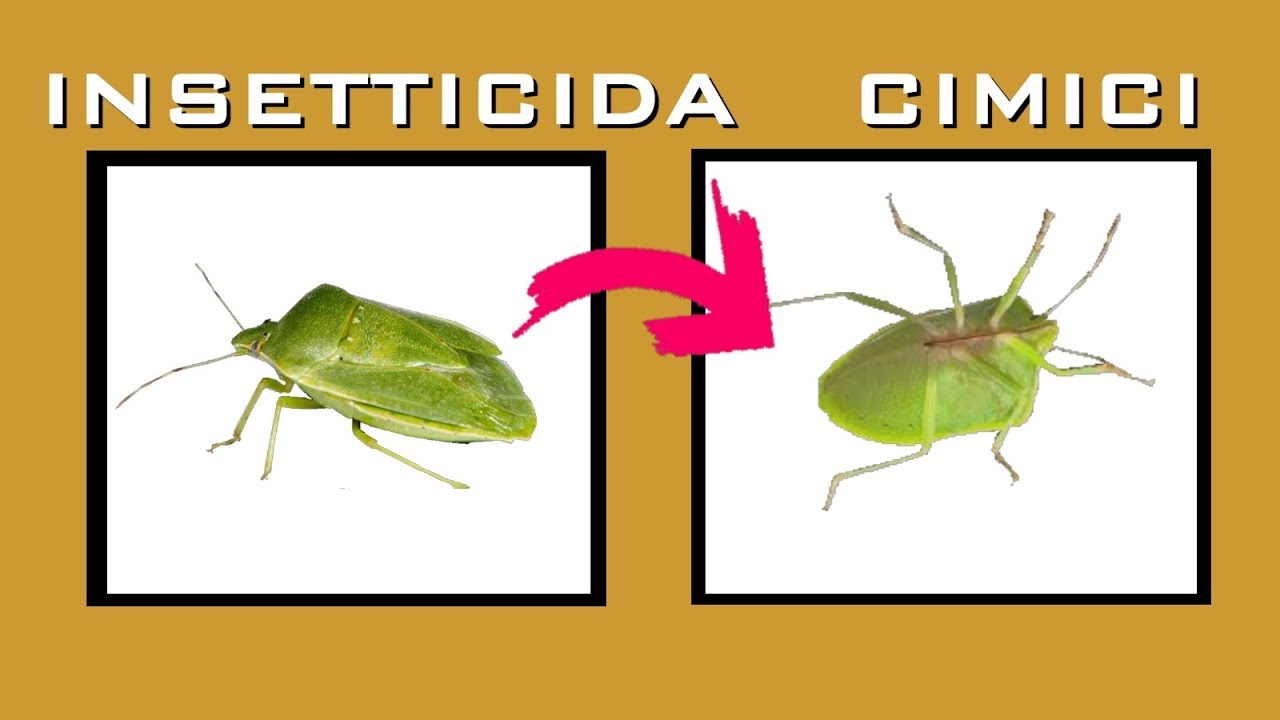INSETTICIDI PER ELIMINARE LE CIMICI