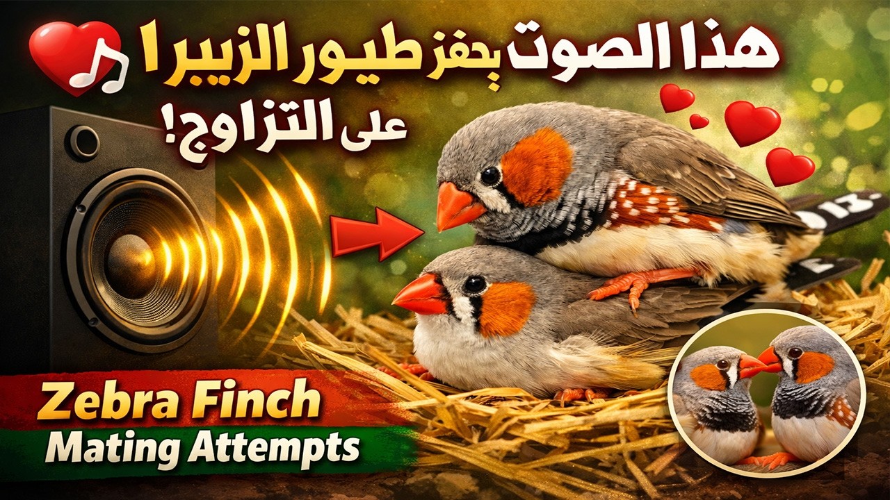 هذا الصوت يحفز طيور الزيبرا على التزاوج Zebra Finch Mating Attempts