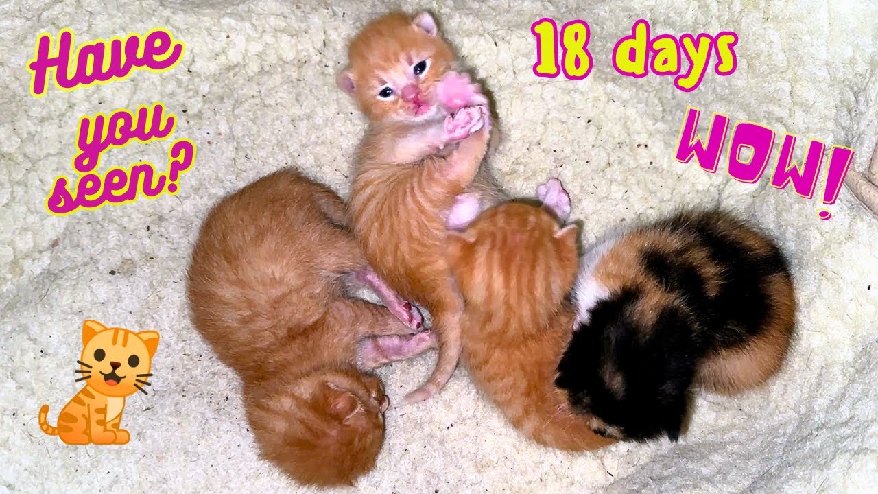 Посмотрите на нас сейчас! Котятам сегодня 18 дней