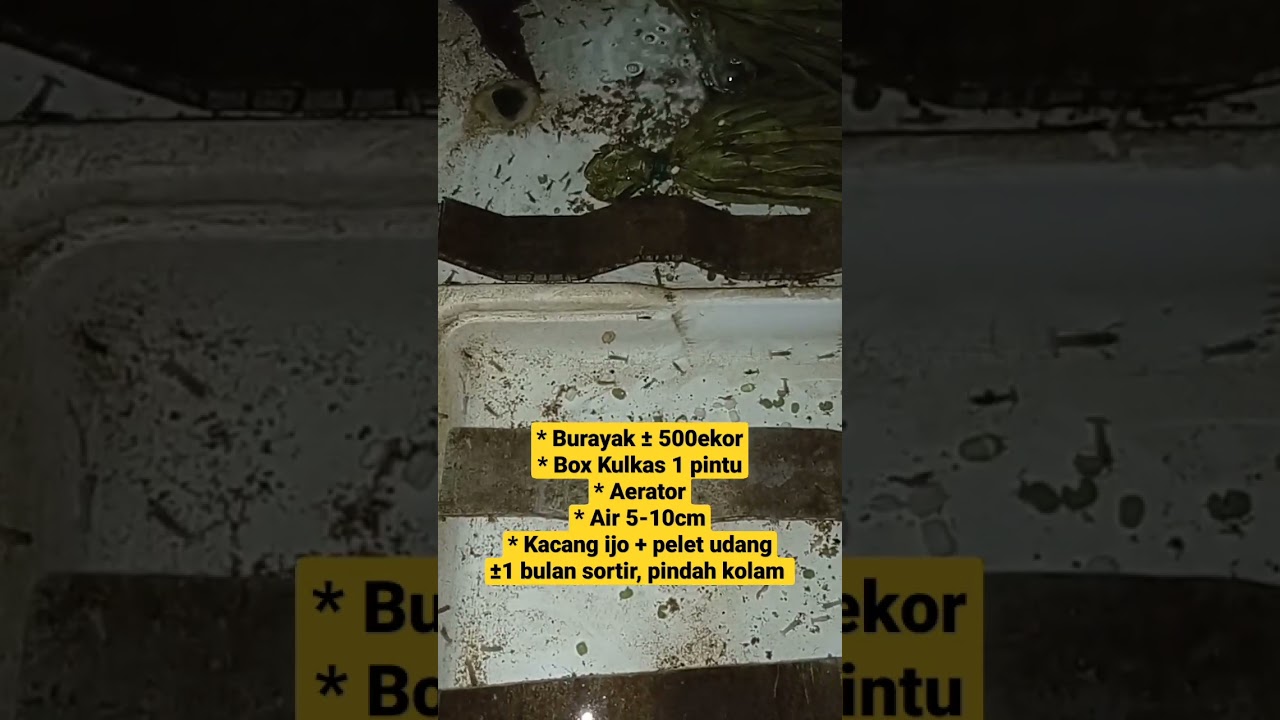 Burayak Lobster Makan Apa? Budidaya Lobster Air Tawar Pemula🦞🦞