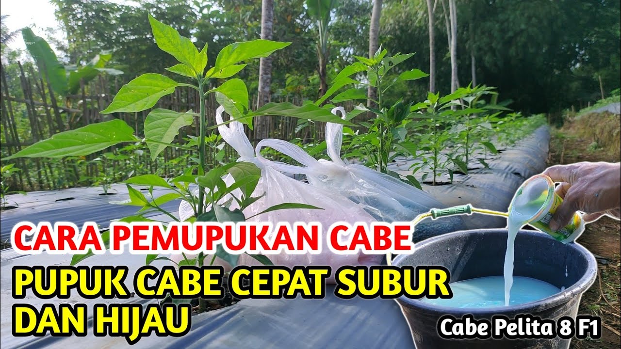 GUNAKAN PUPUK INI AGAR CEPAT SUBUR..!! CARA PEMUPUKAN PENGOCORAN CABE