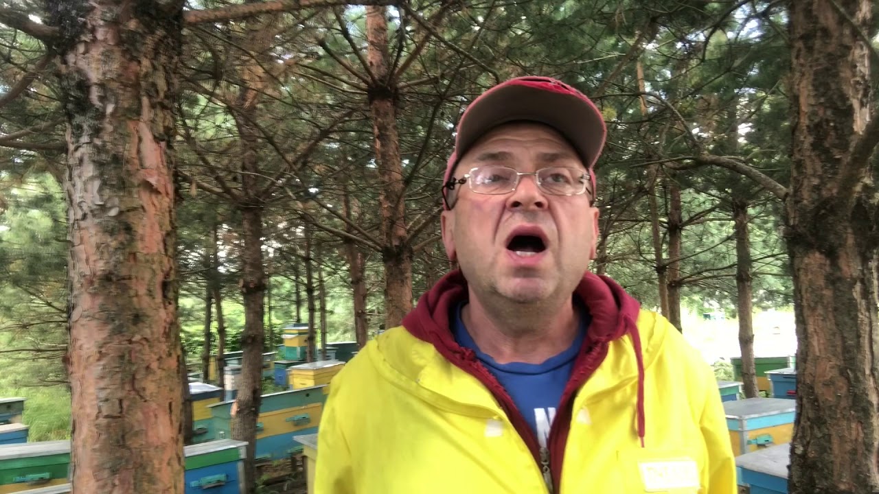 ДВУХМАТОЧНОЕ СОДЕРЖАНИЕ МЕДОНОСНЫХ ПЧЁЛ.