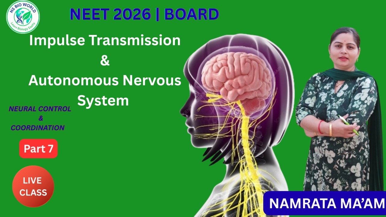 Neural Control & Coordination Part7  Impulse Transmission & Autonomic Nervous System  Class11 | NEET