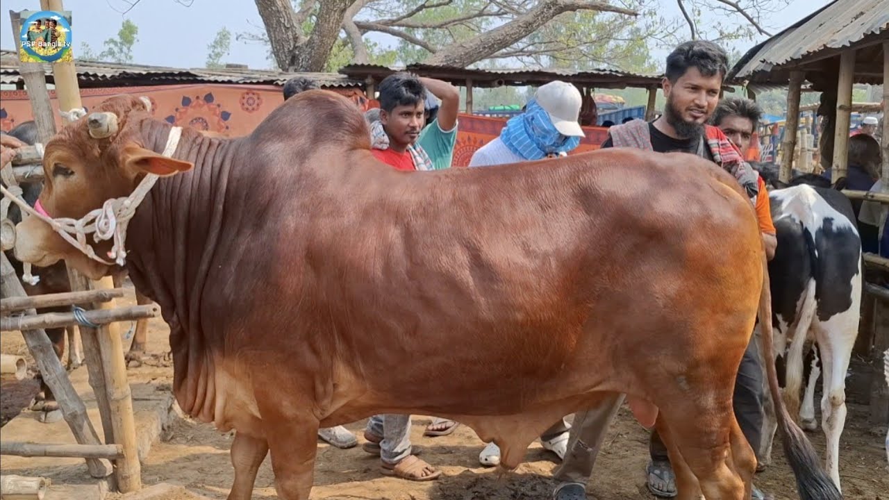 @ 27/2/2026|| কি দামে চট্টগ্রামের খামারী কুরবানির ষাঁড় গরু কিনলেন আমবাড়ী হাটে??