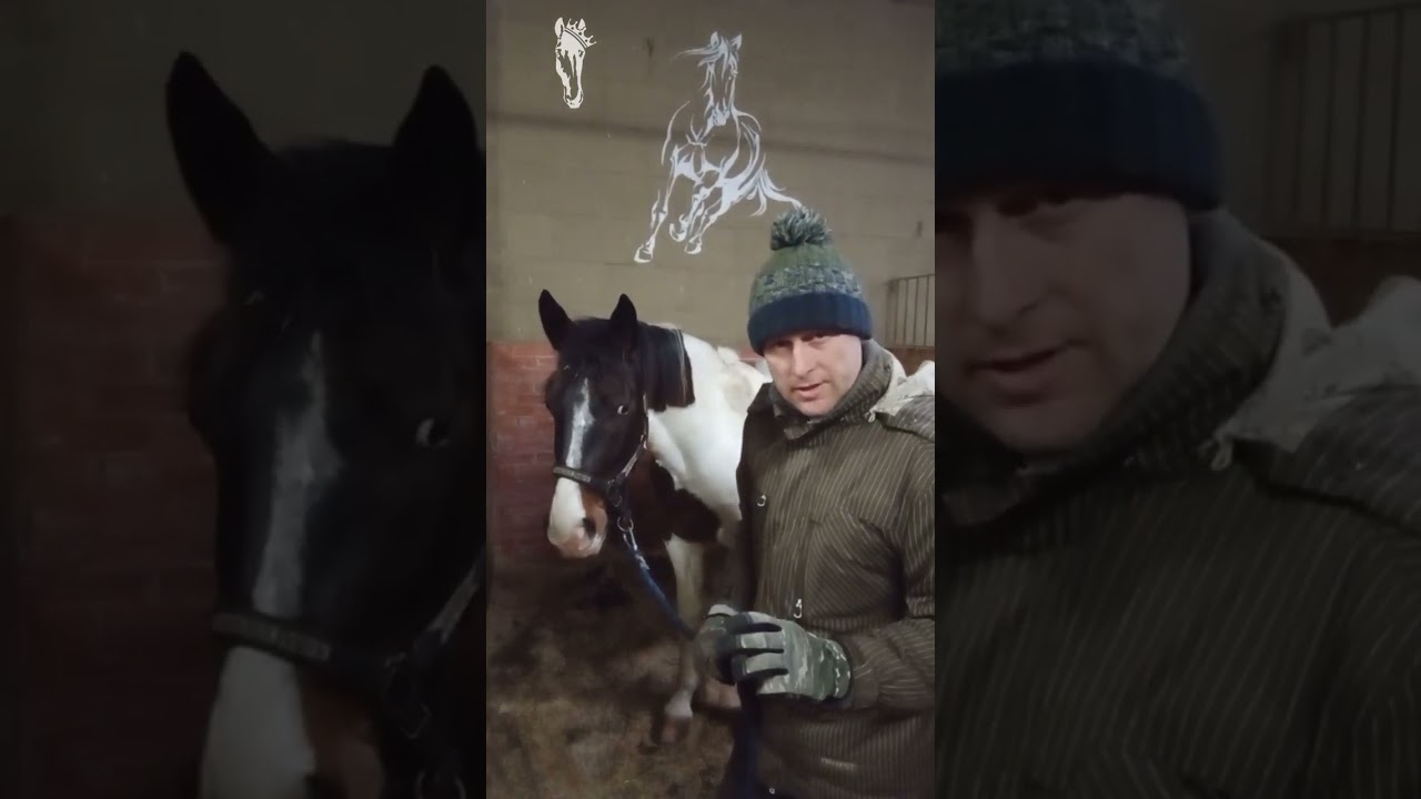 kaip ismokyti zirga nuleisti galva zemyn