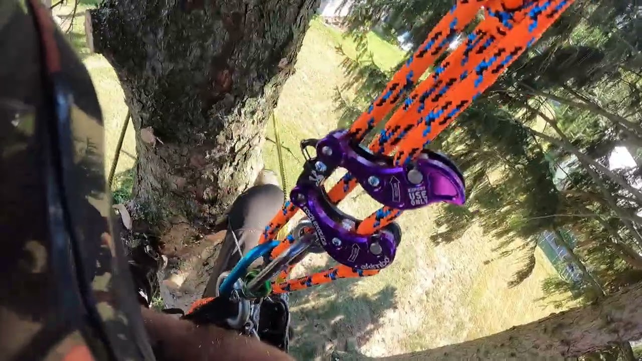 climbed, topped, and dropped tall pine tree