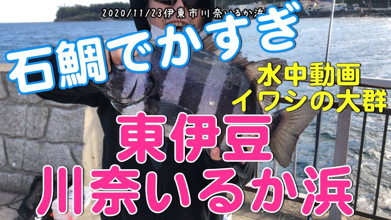 【大物イシダイ】&【水中映像】伊東市川奈いるか浜釣り